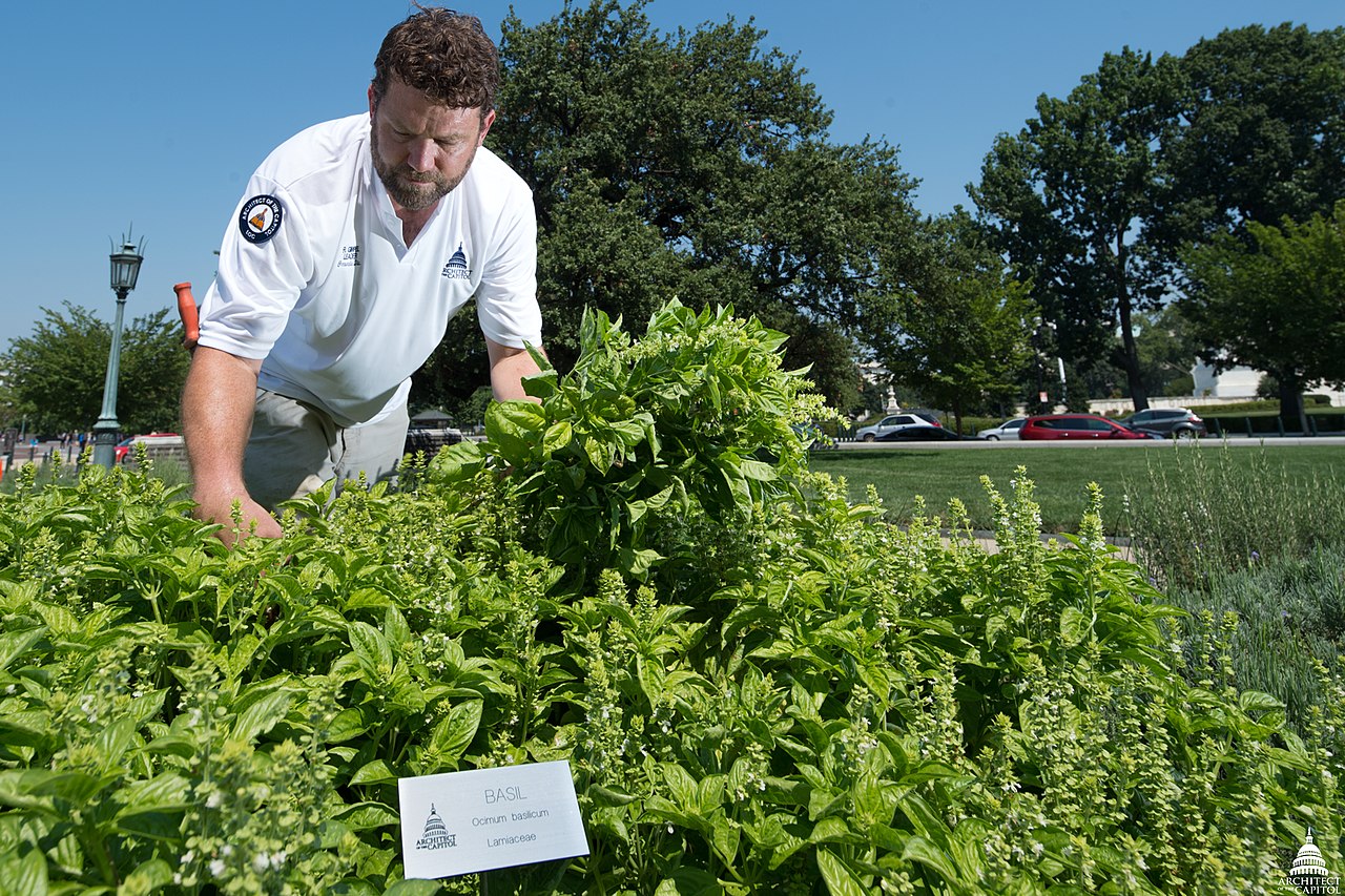 Basil planted beside vegetables in a companion planting chart for vegetables plan