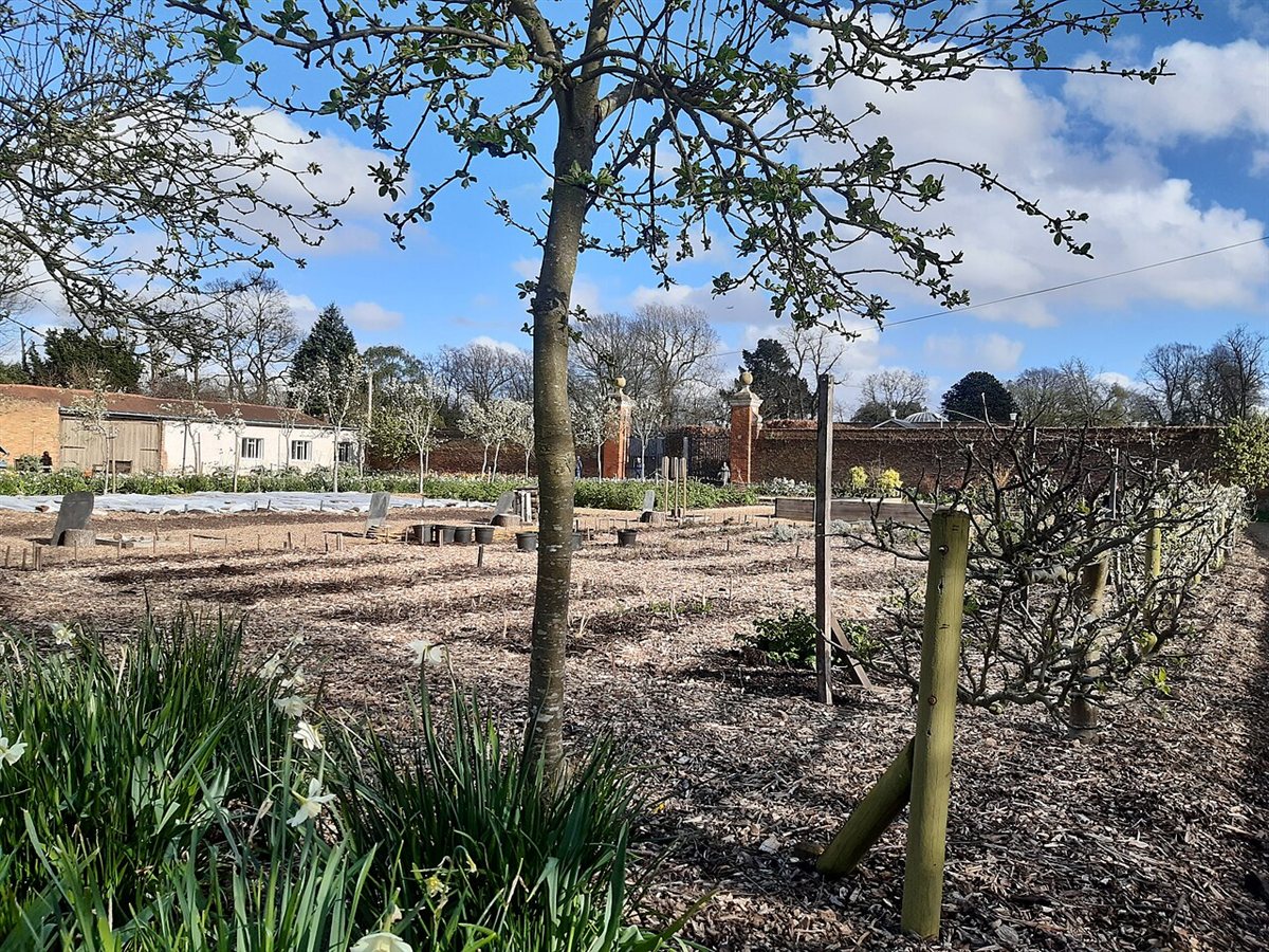 Vegetable beds arranged with companion planting chart for vegetables spacing lanes