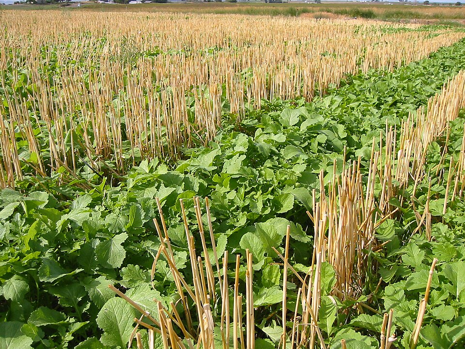 Mature stand used in a cover crops for raised beds spring termination plan
