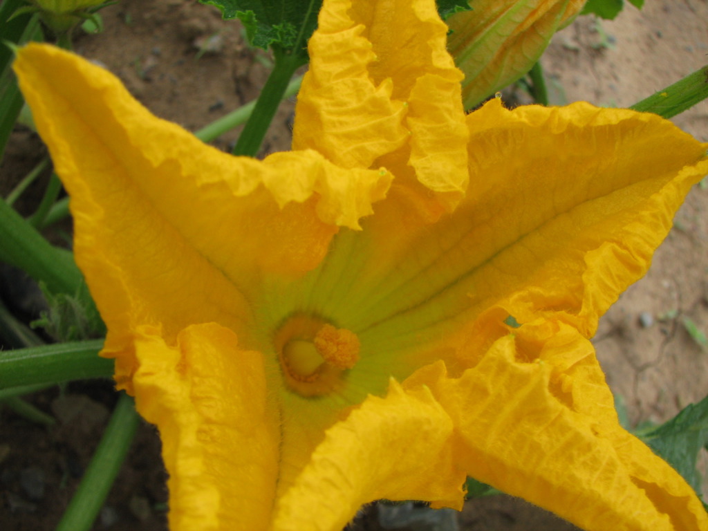 Cucumber flower and small fruit showing why spacing affects harvest visibility