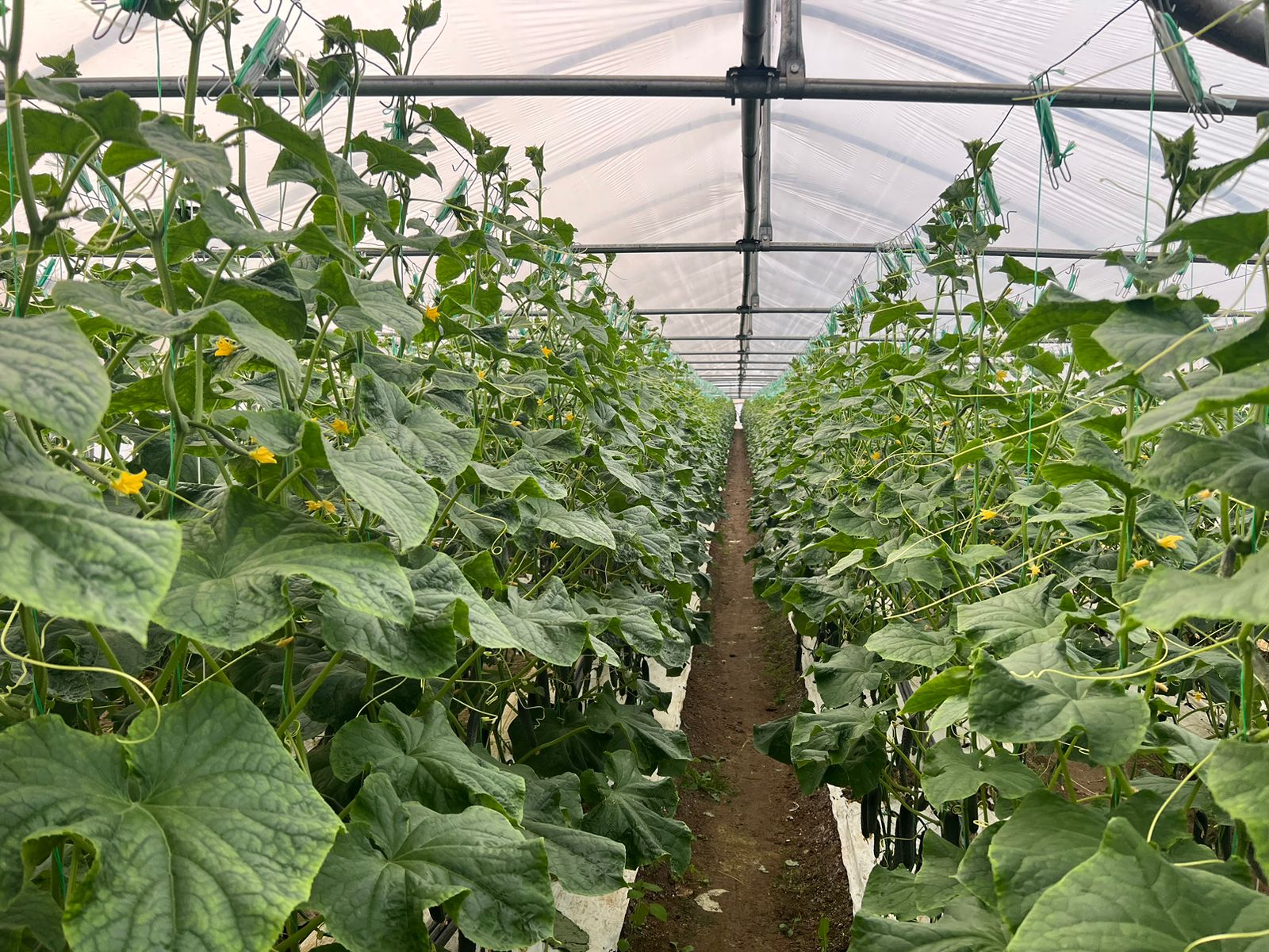 Young cucumber plants spaced in a row for a raised bed layout