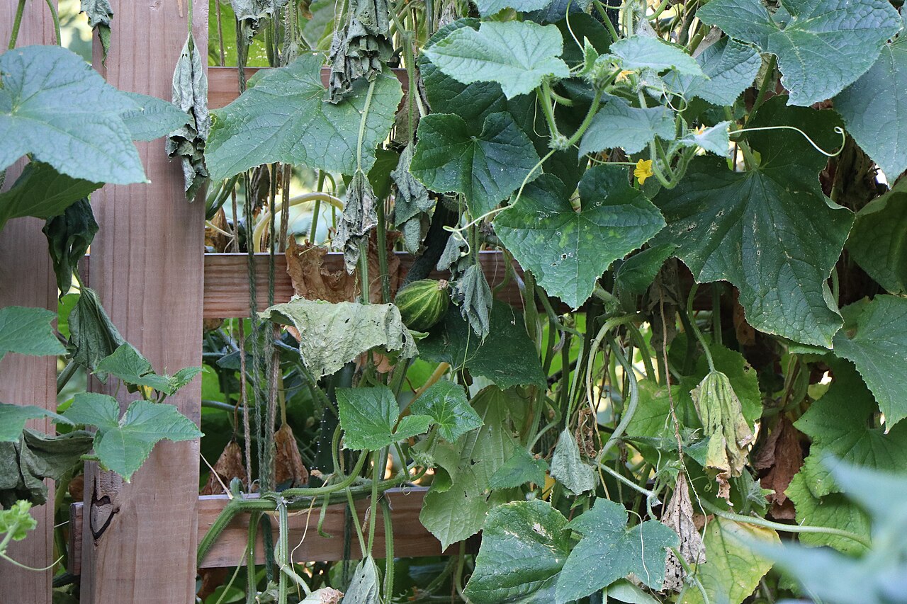 Cucumber spacing in raised beds shown by a vine trained on a wooden trellis