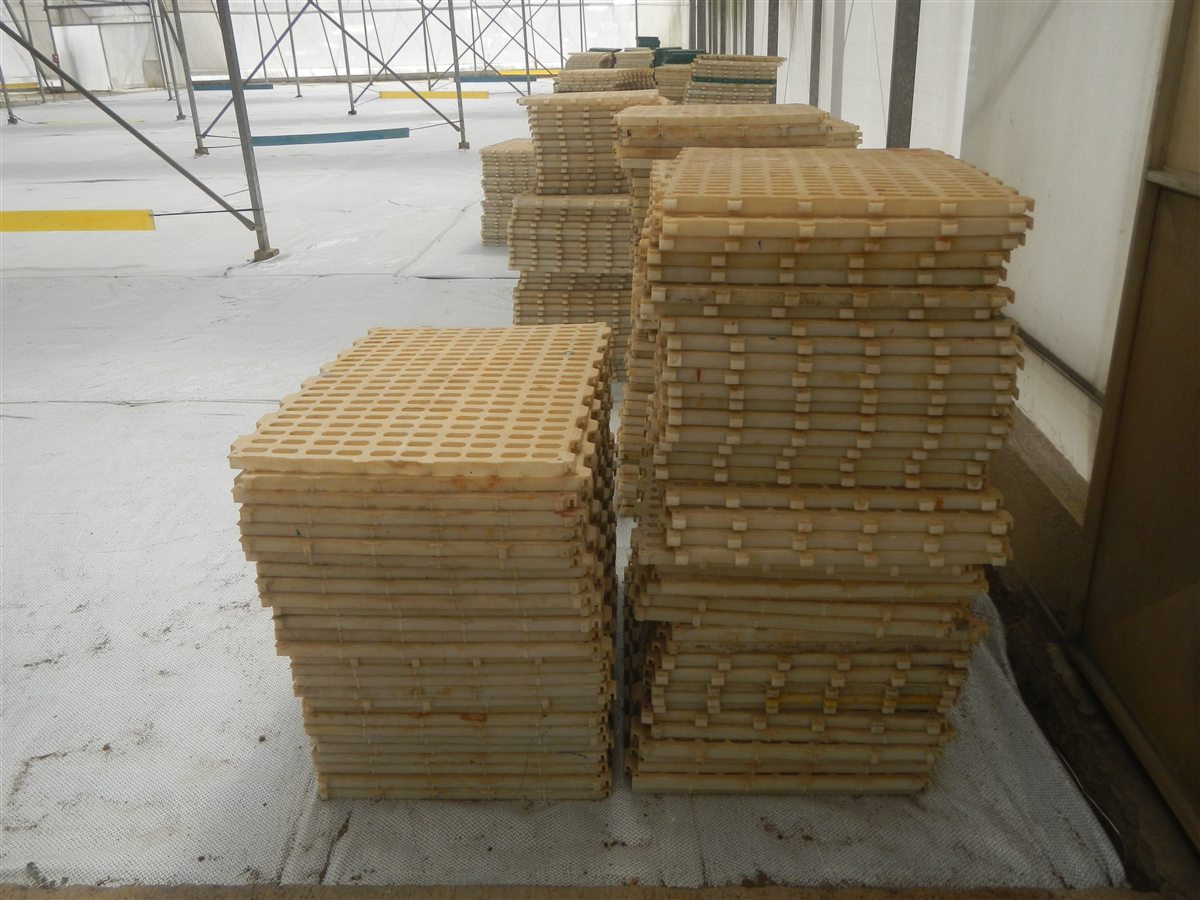 Harden off seedlings stage with vegetable trays in bright greenhouse light