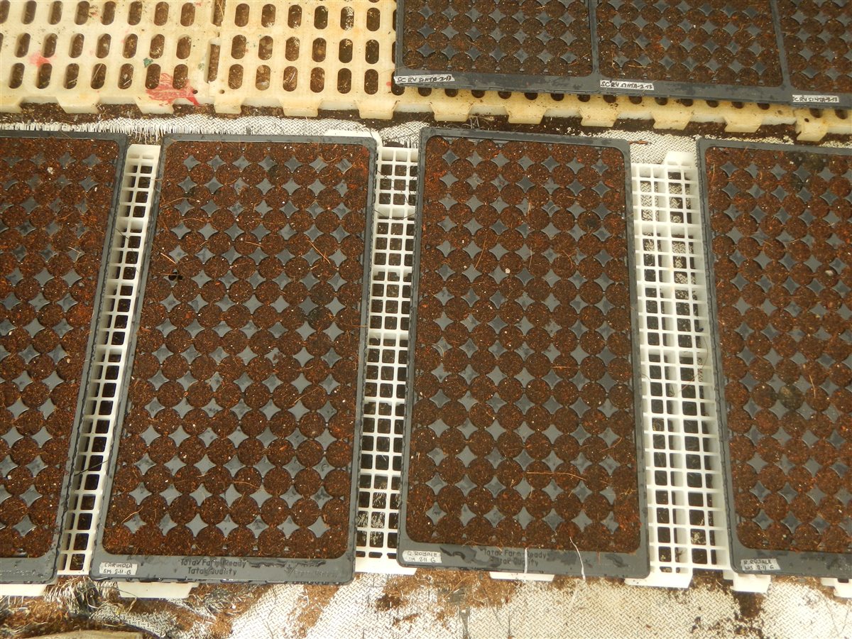 Vegetable seedlings in ventilated trays during harden off seedlings process