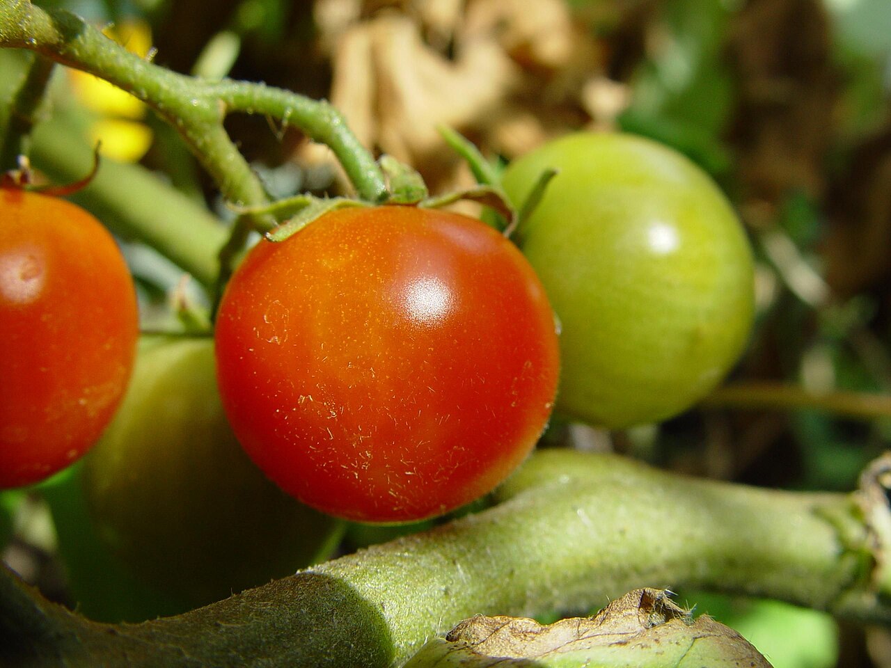 Tomato fruit cluster that benefits from even watering and steady root-zone moisture