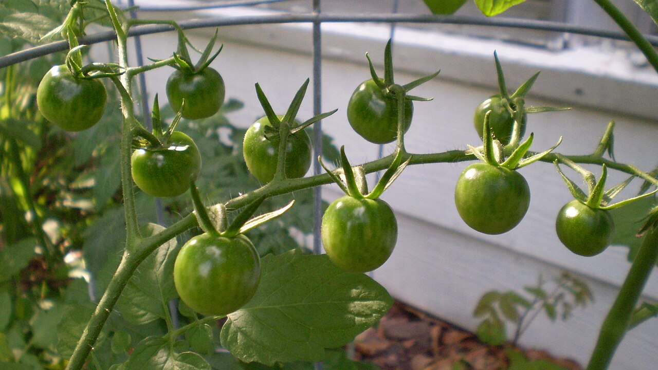 Green fruit stage on tomato vines showing when how often to water tomato plants becomes more critical