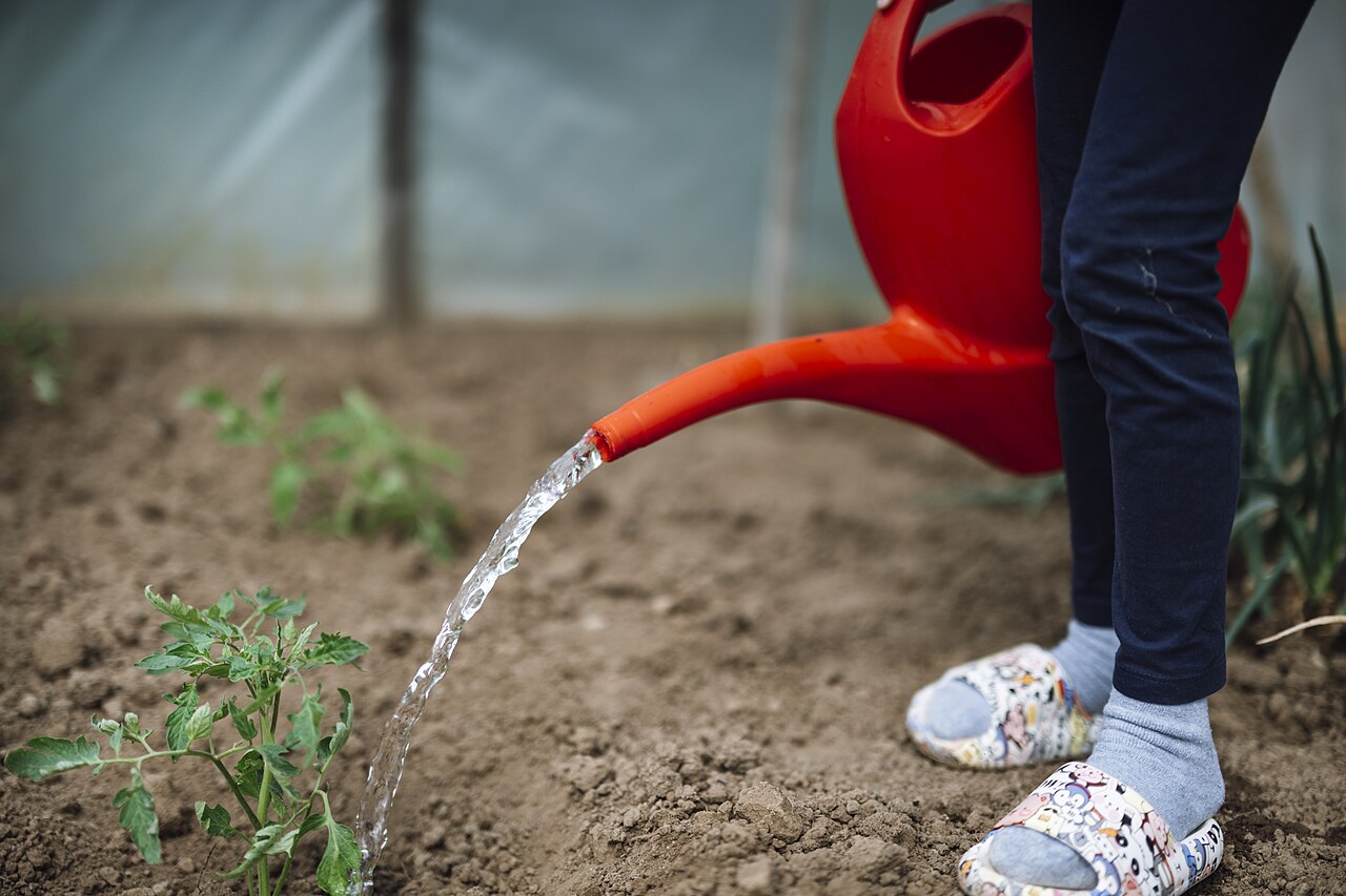 Hand watering tomato plants to show how often to water tomato plants in warm weather