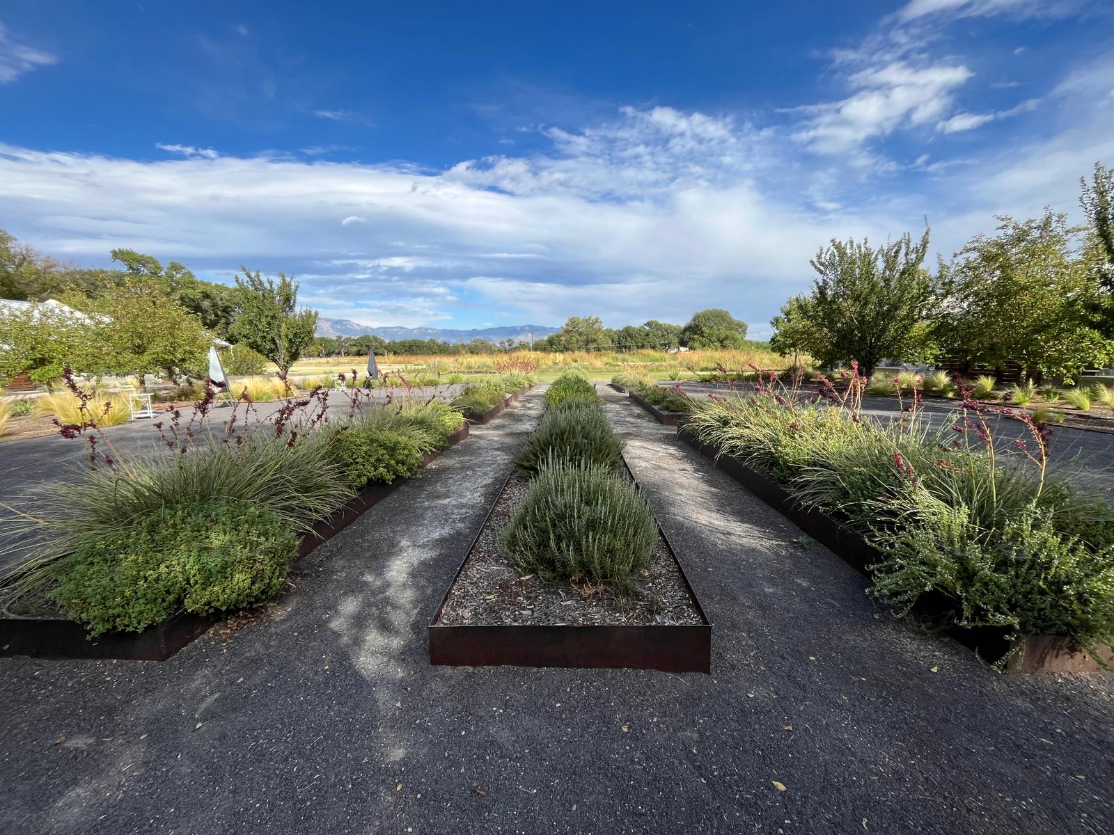 Mulched vegetable bed showing wicking bed maintenance and surface moisture management