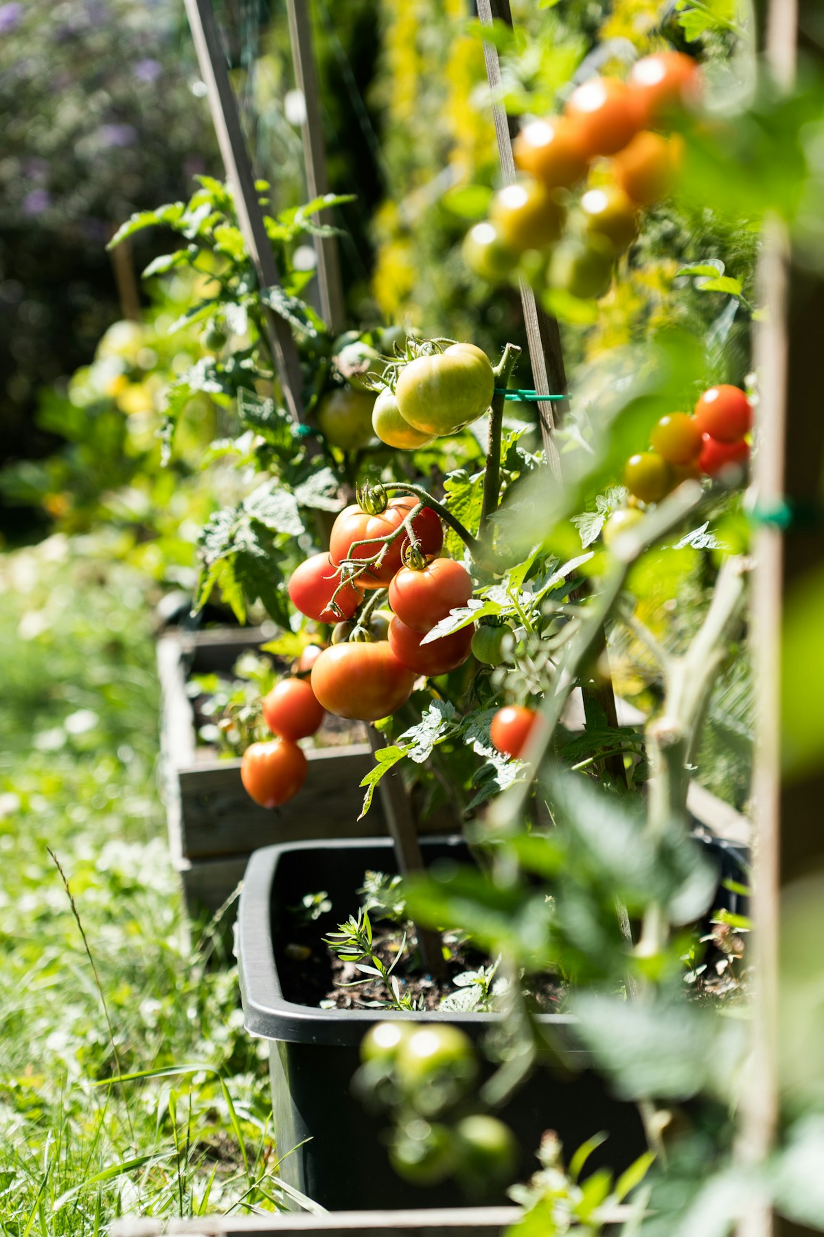 Tall garden tomato vine after pruning for airflow and harvest access