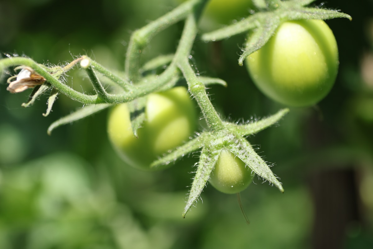 Green tomato vine growth that shows where tomato suckers form near leaf joints