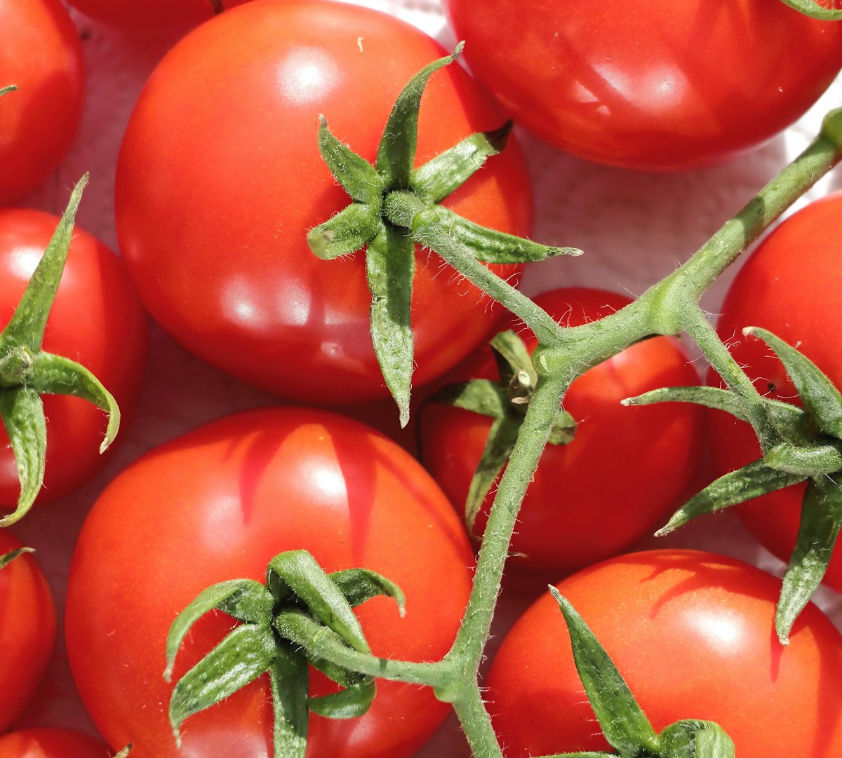 Ripe tomato cluster on a pruned vine with open airflow around the fruit