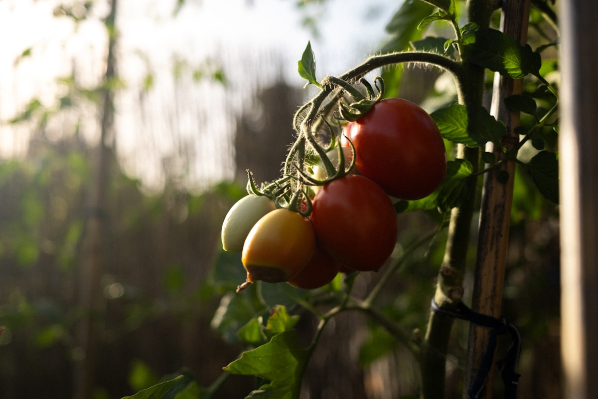 Supported tomato vine showing how to prune tomato plants for upright growth