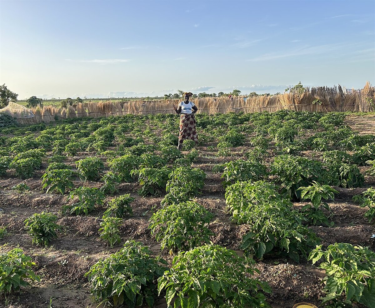 Pepper spacing in raised beds with evenly spaced garden rows and open access lanes