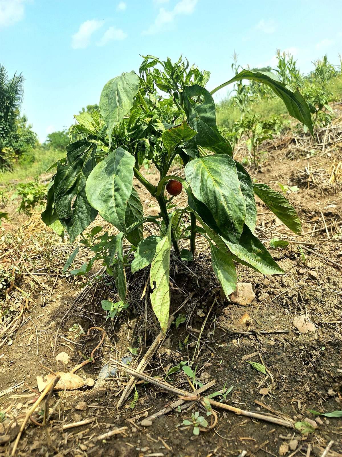 Mature bell pepper plant showing canopy width for pepper spacing in raised beds