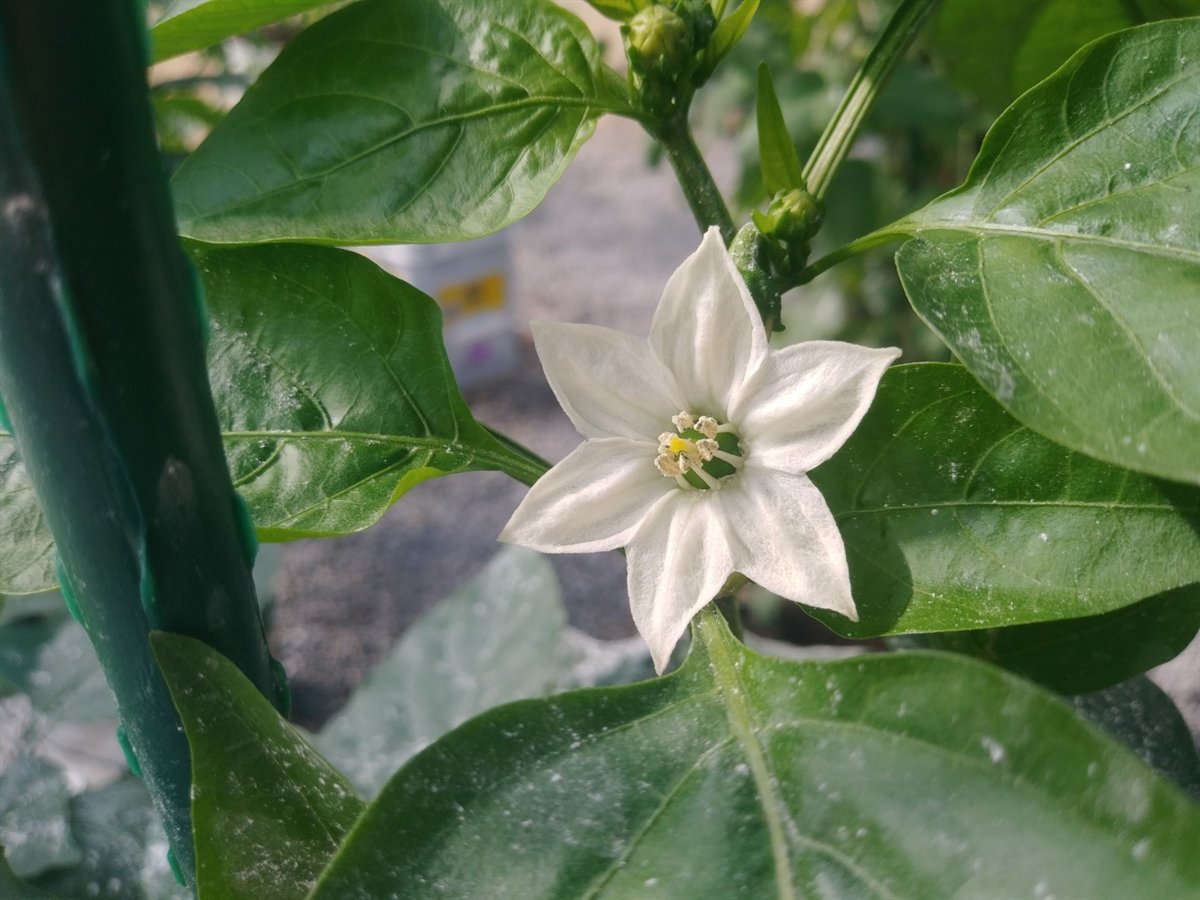 Pepper flower and young fruit showing how pepper spacing in raised beds fills in over time