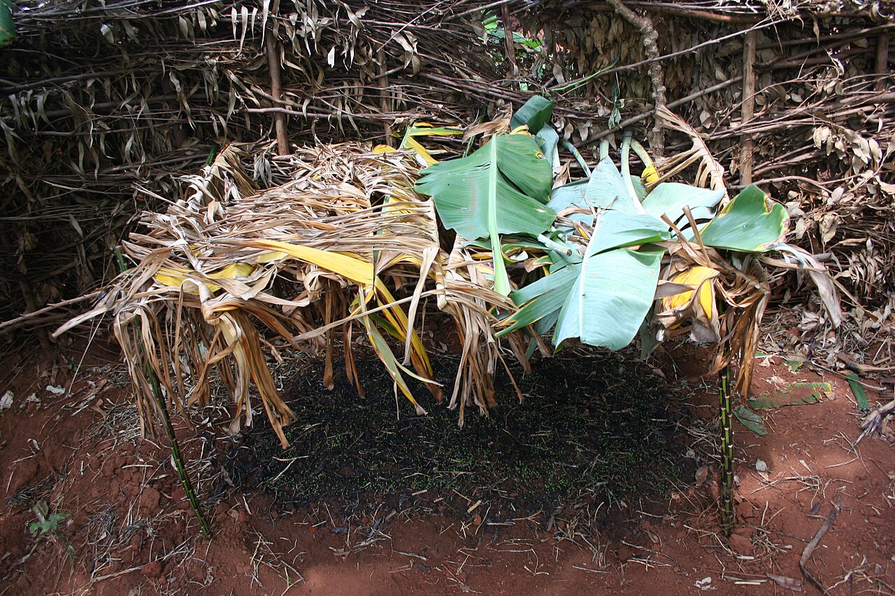 Kitchen garden seedlings staged by week in a seed starting calendar by zone