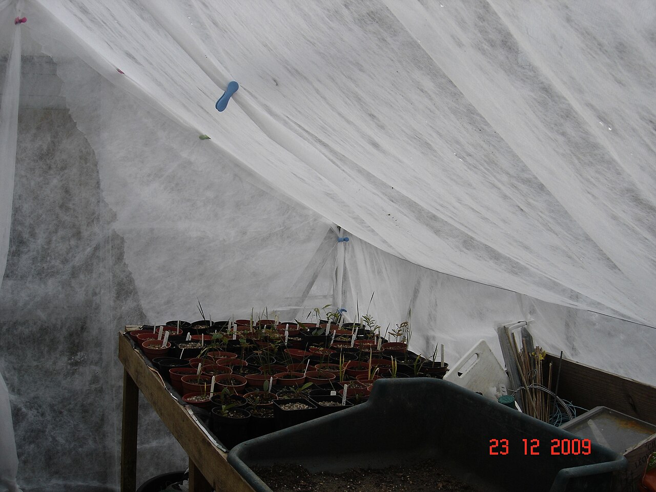 Seed starting calendar by zone setup with trays in a home greenhouse