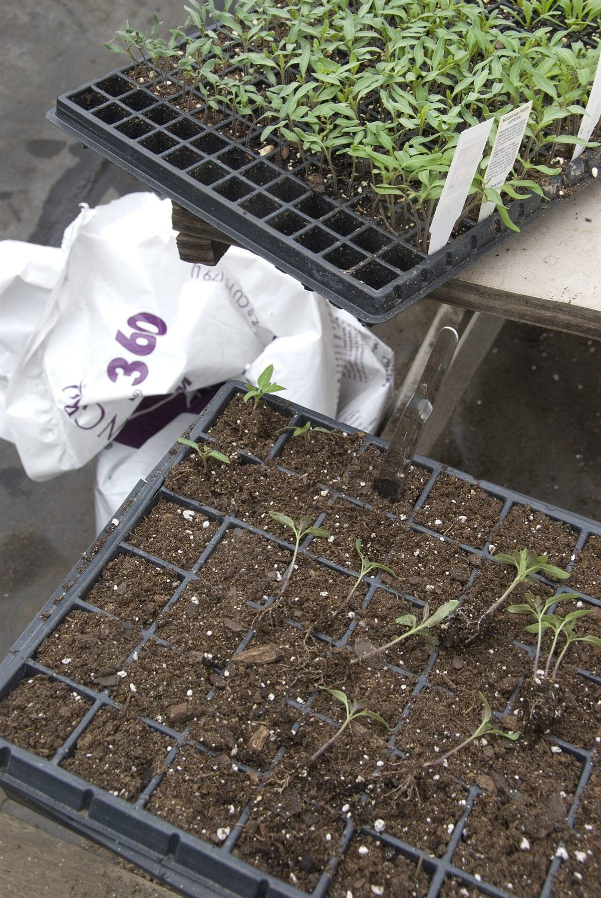 Tomato seedlings lined up under lights for a seed starting calendar by zone