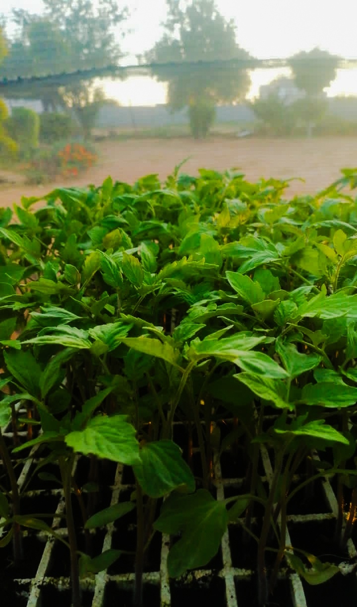 Soil blocking for seed starting setup with compact seedling blocks