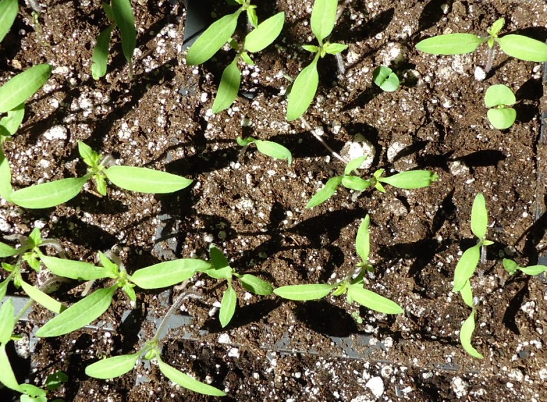 Healthy seedlings in blocks before transplant from indoor setup