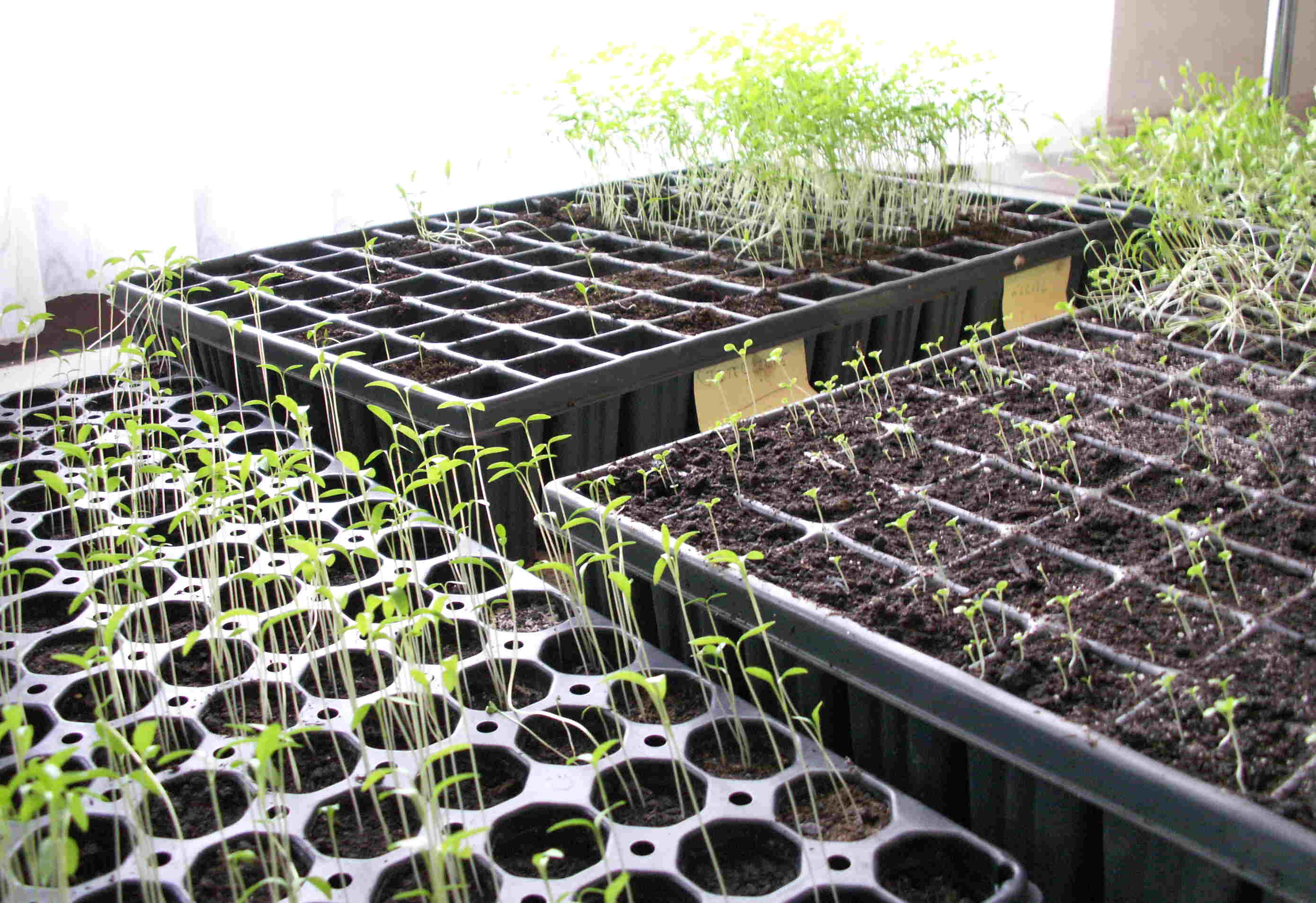 Tray of compact seedling blocks for soil blocking for seed starting
