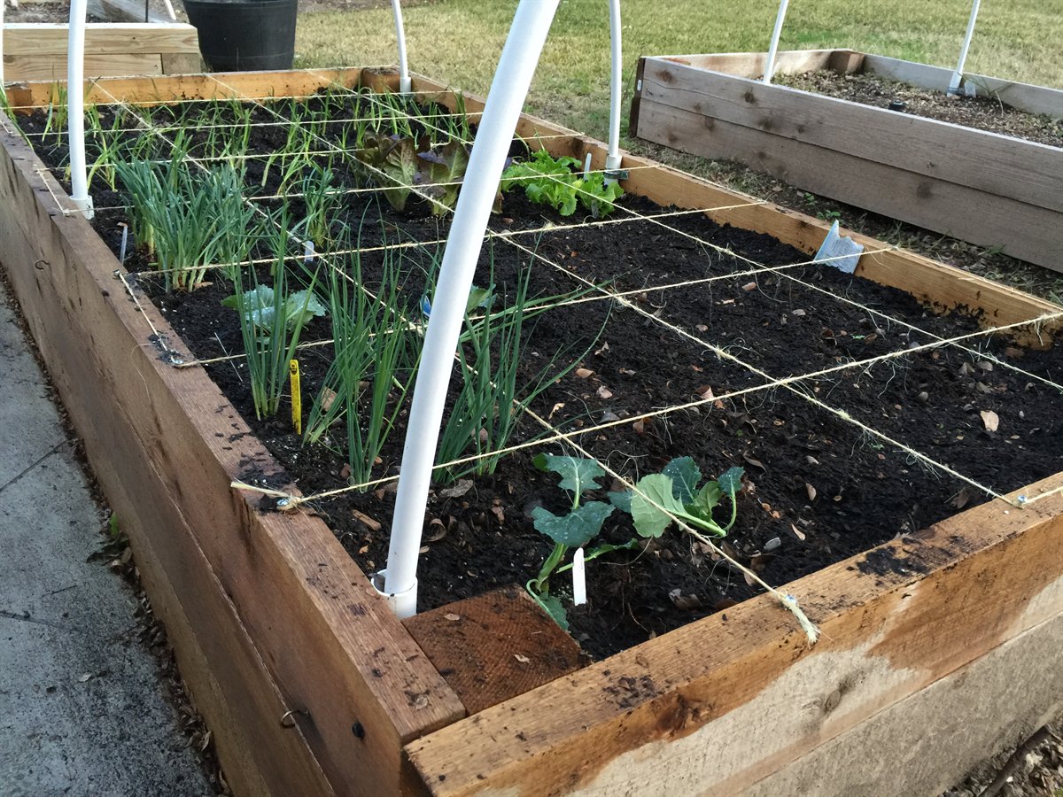 Square foot gardening spacing chart grid marked across a raised vegetable bed