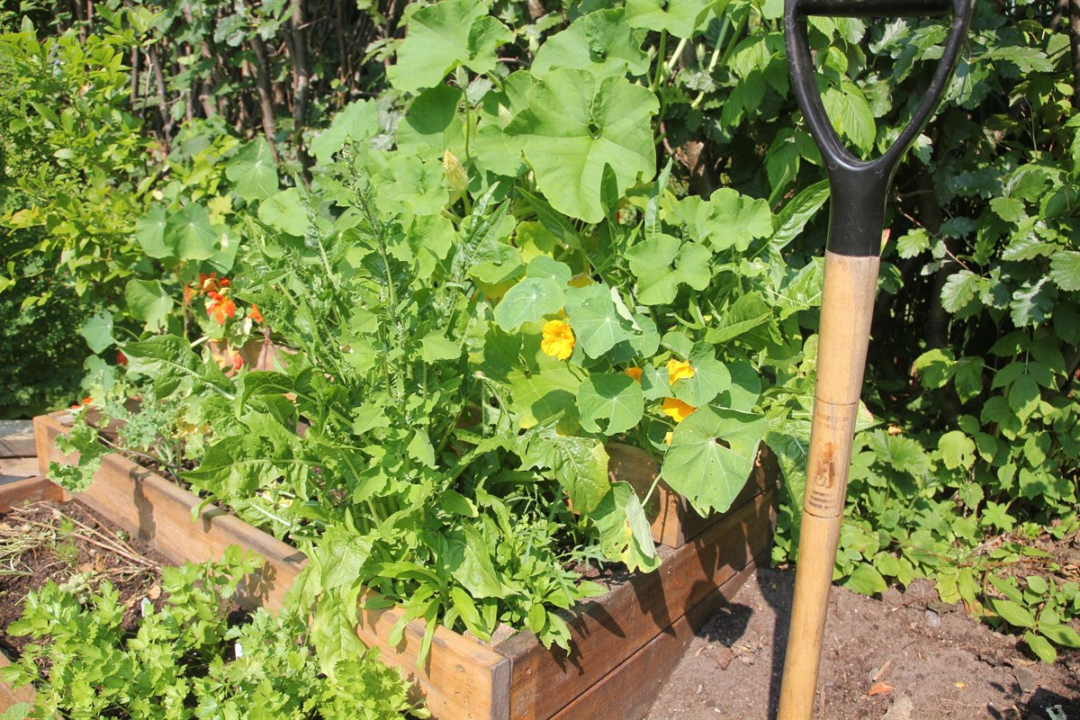Top-down square foot gardening spacing chart layout in a mixed raised bed