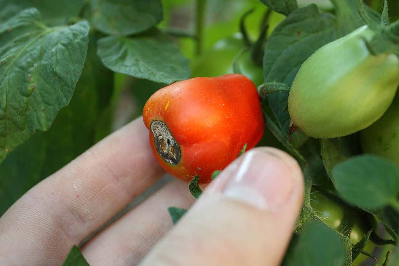 Close-up of tomato blossom end rot on a green tomato fruit
