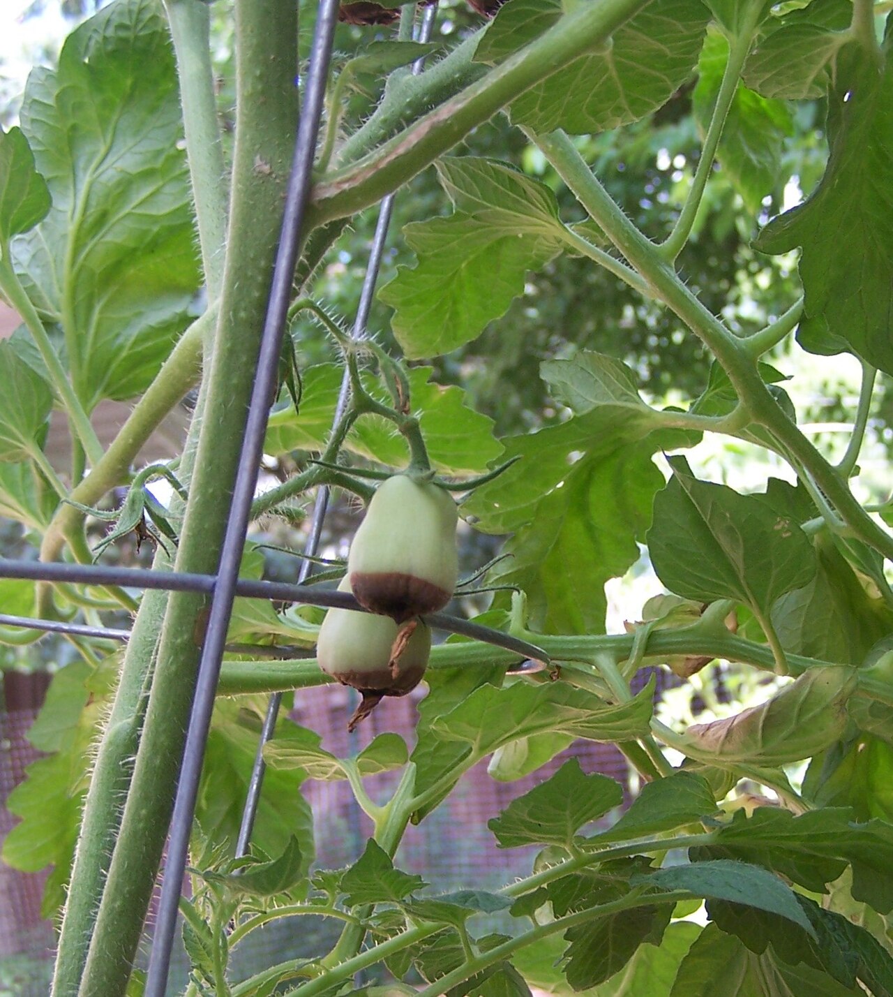Container tomato fruit showing blossom end rot after uneven watering in a pot