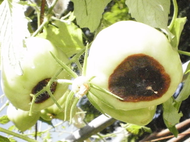 Green tomato fruit developing tomato blossom end rot near the blossom scar