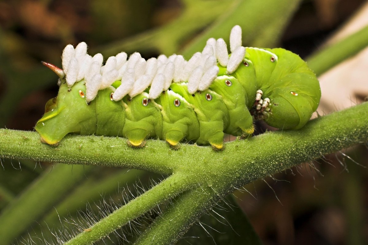 Tomato hornworm covered with white braconid wasp cocoons that should be left in place