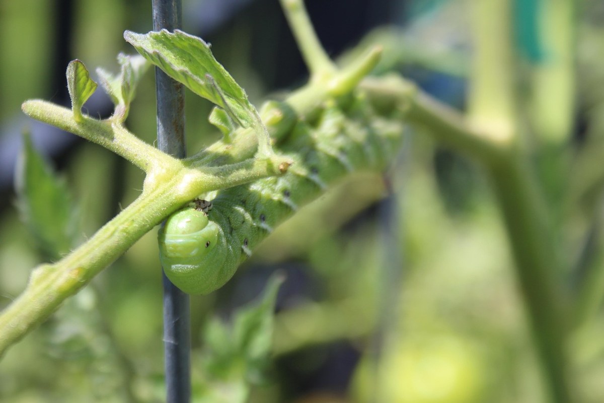 Close-up of a tomato hornworm feeding on a tomato stem during early scouting