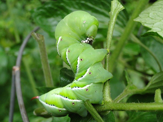 Curled tomato hornworm on a tomato stem during close inspection