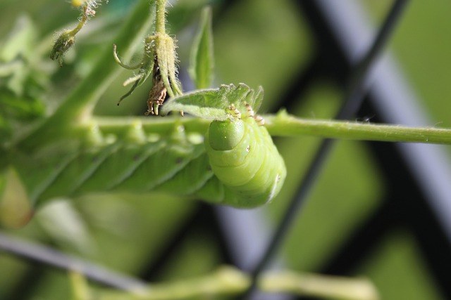 Tomato hornworm tucked under a tomato leaf where scouting often misses it