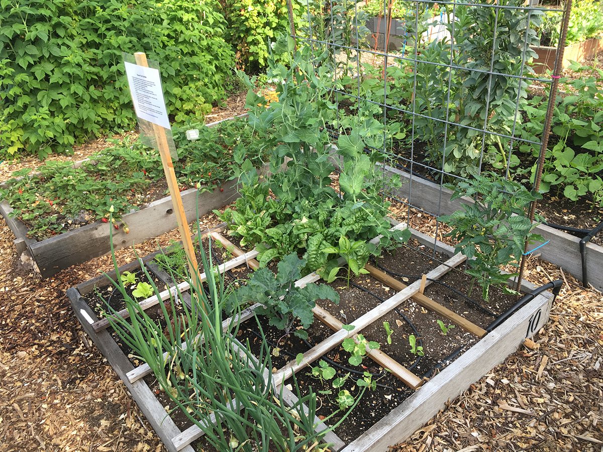 Measured tomato spacing in raised beds with even rows and open center access
