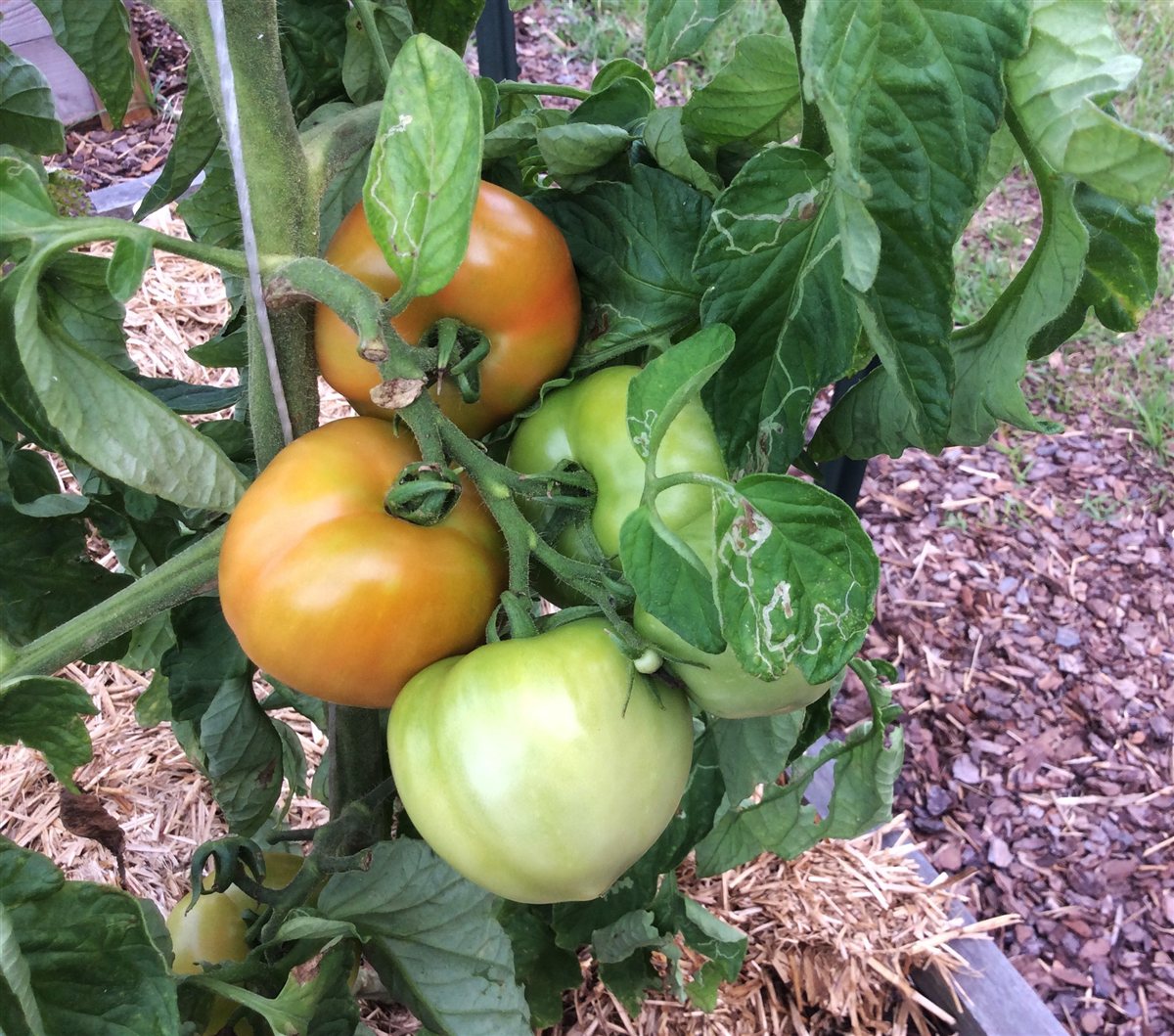 Tomato spacing in raised beds with mulched paths and open plant lanes