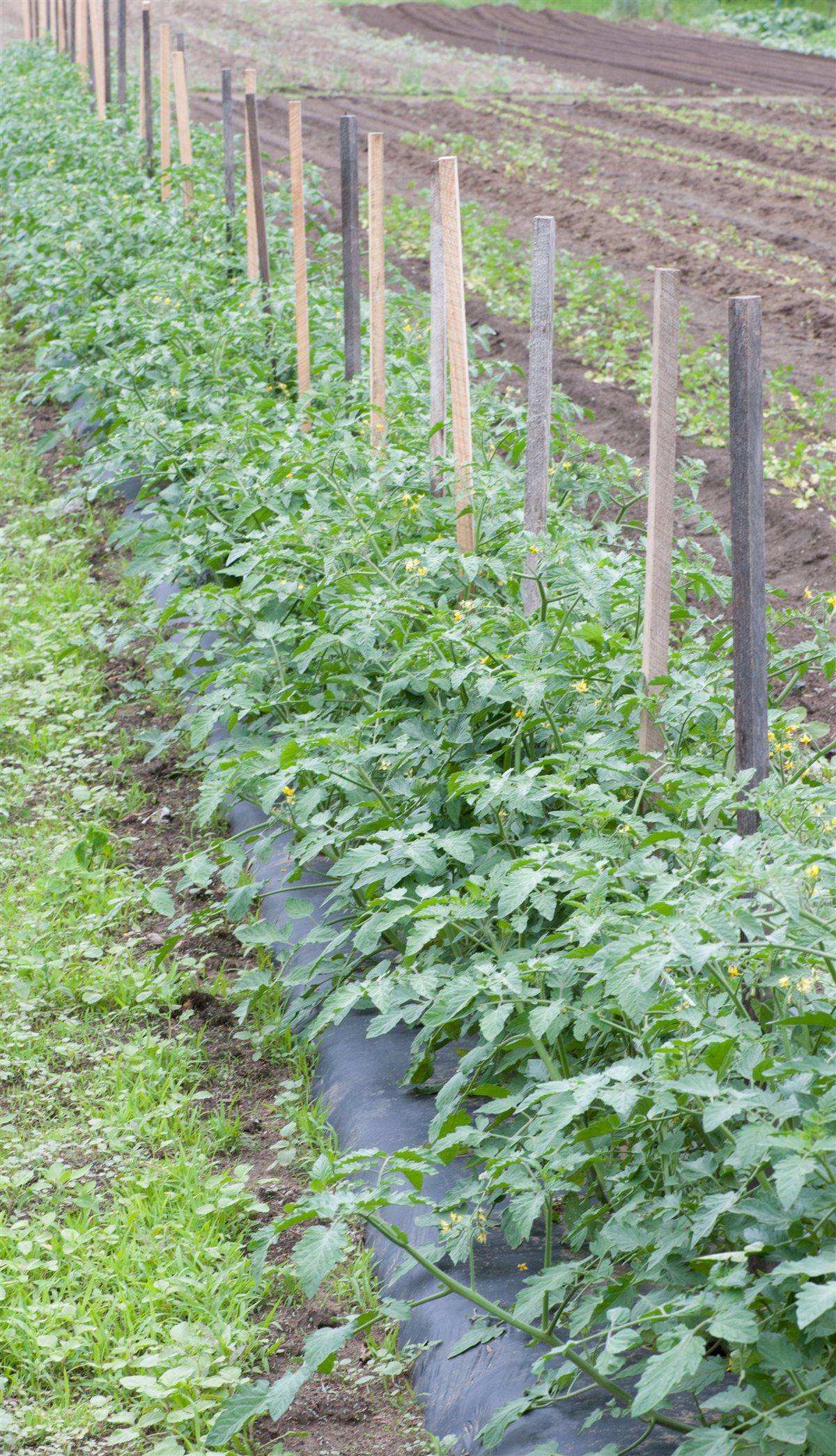 Vertical string trellis showing how tomato spacing in raised beds changes with support