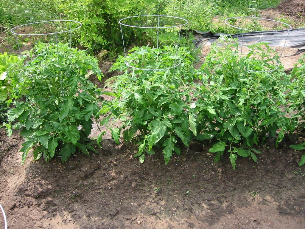 Young tomato plants lined up before final tomato spacing in raised beds is set