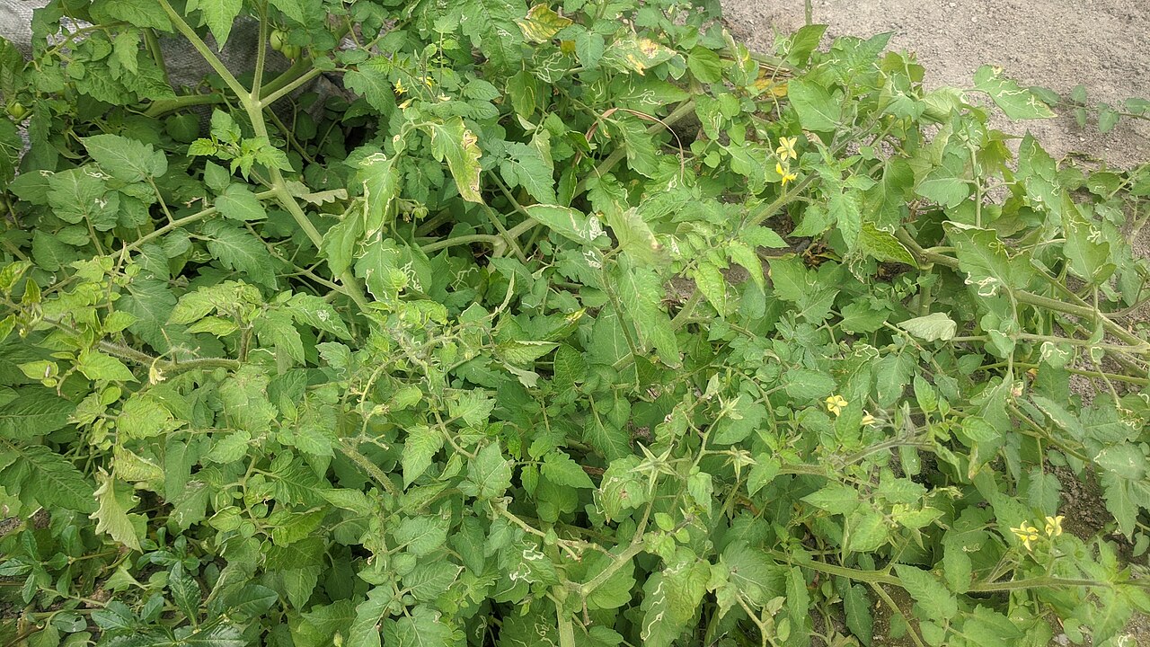 Tomato plant growing in warm garden conditions after successful transplant timing