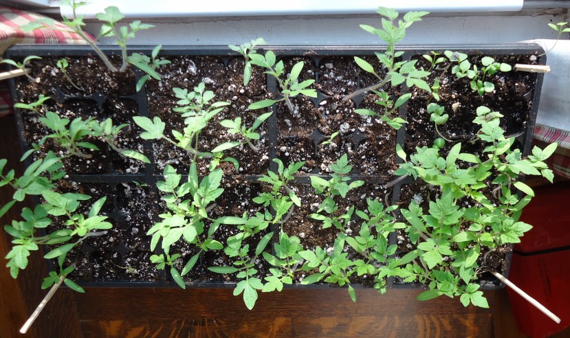 Tomato seedlings in a tray before up-potting and transplant timing decisions