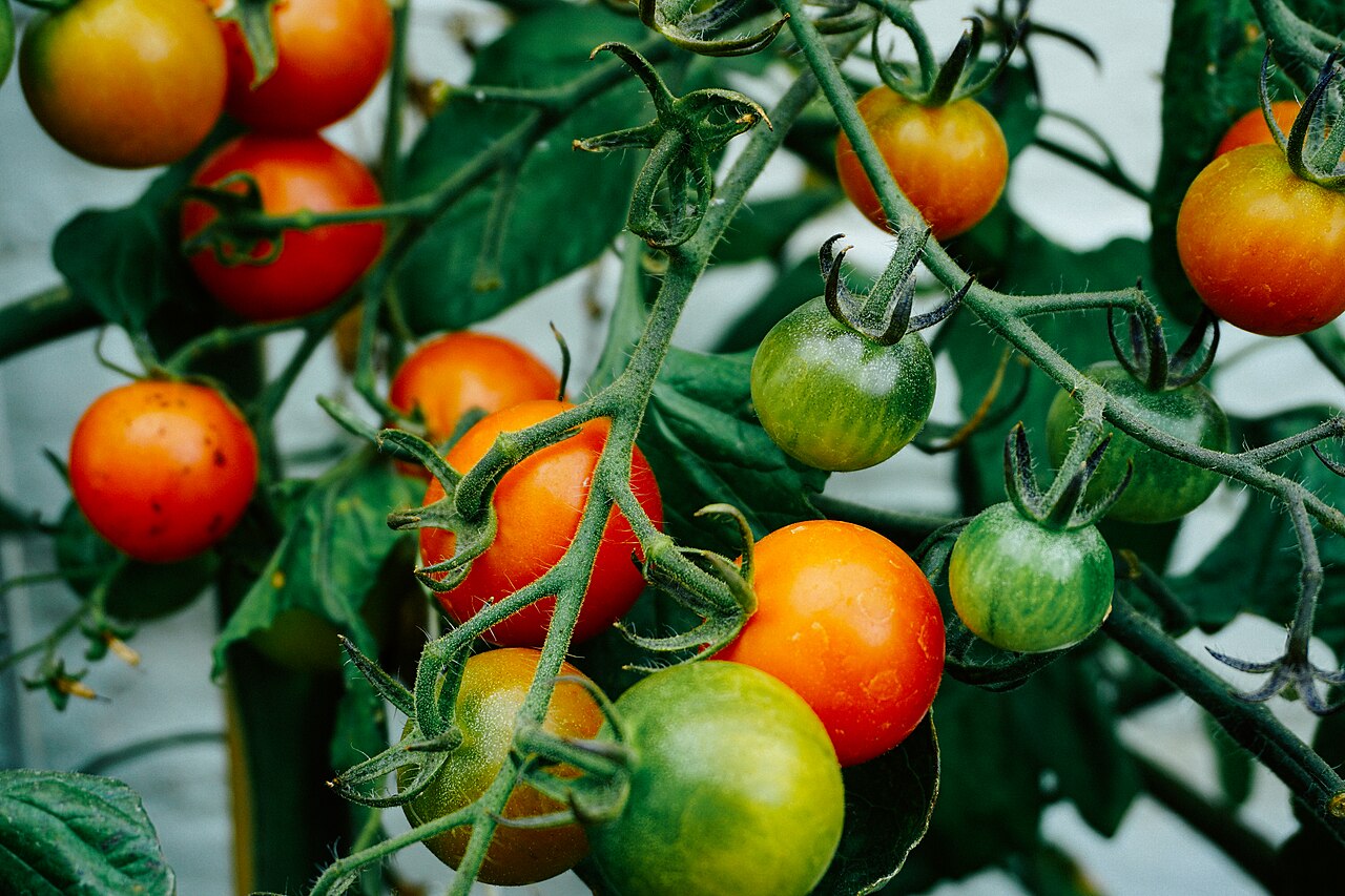 Tomatoes developing on the vine after strong early transplant establishment