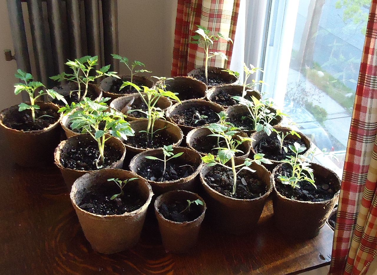 Tomato seedlings nearly ready for hardening off before transplanting outdoors
