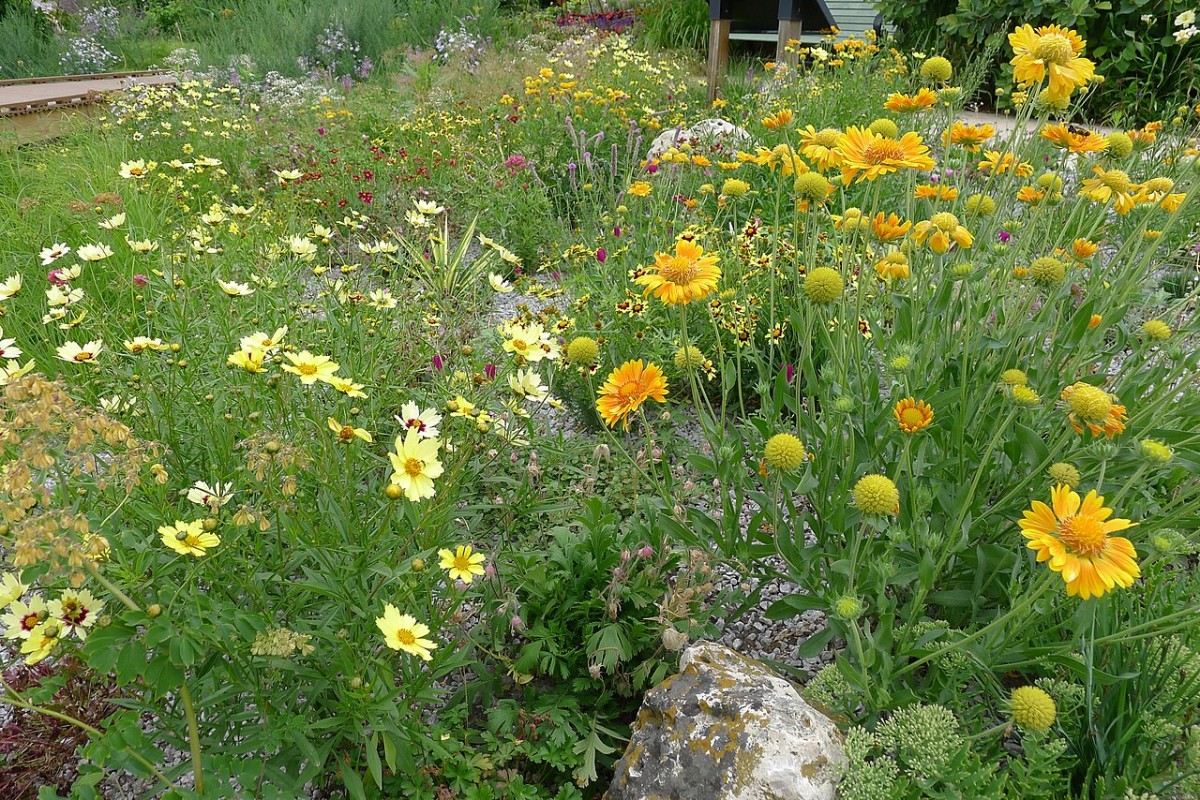 Campus xeriscape border with mixed perennial and shrub zones