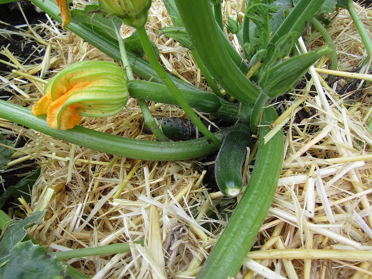 Zucchini spacing in raised beds shown by a broad summer squash canopy