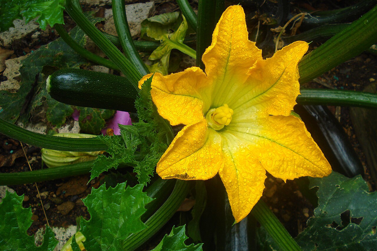 Zucchini flower and broad leaves showing pollination access in raised beds