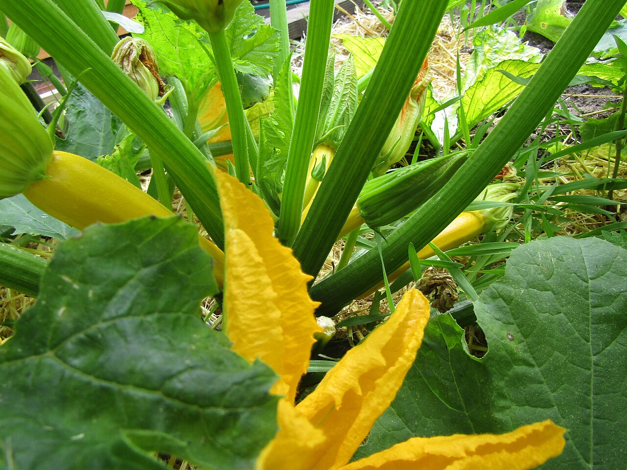 Forming zucchini fruit visible in an open raised bed layout