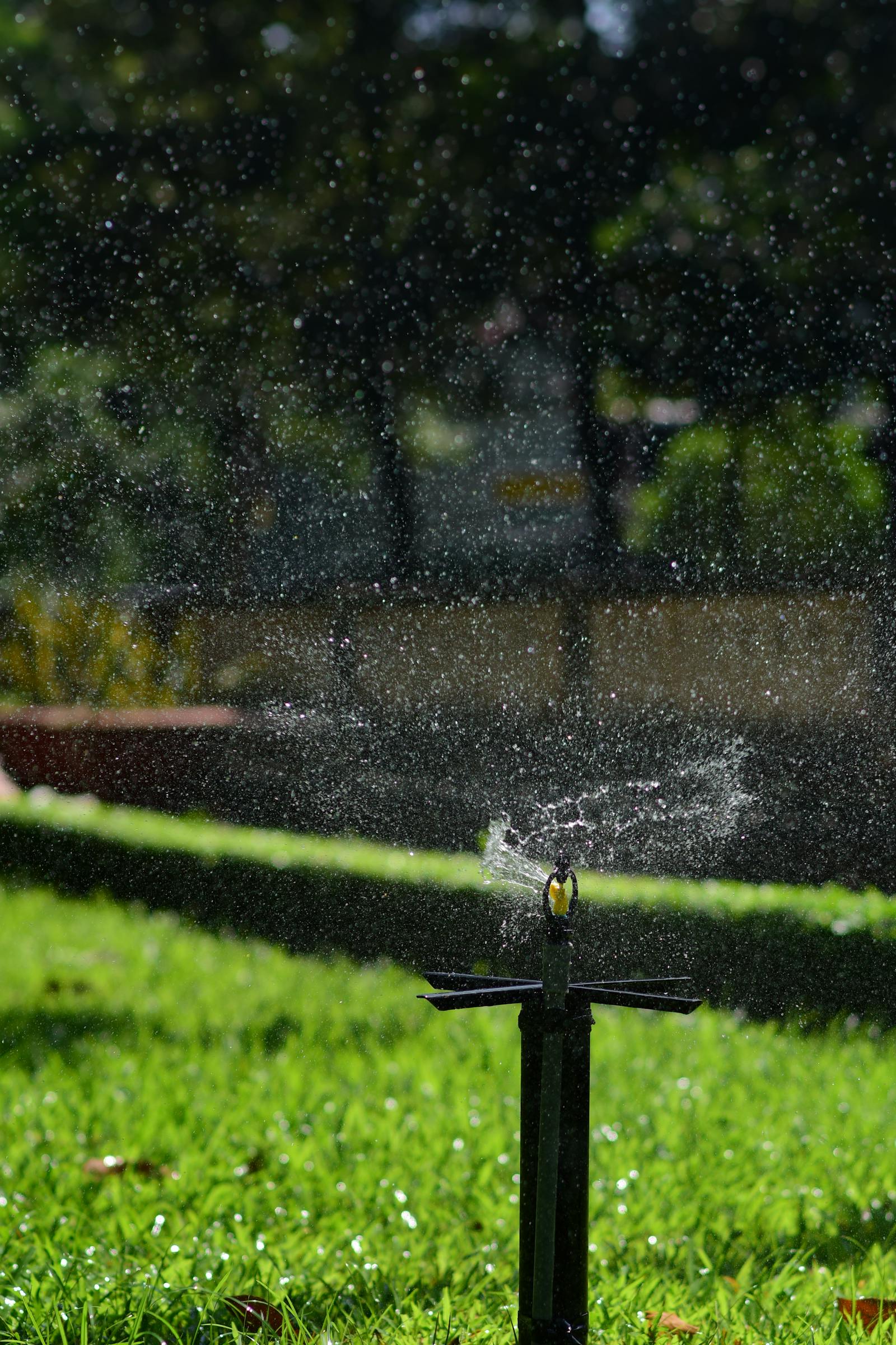 best time to fertilize lawn in spring with sprinkler on turf