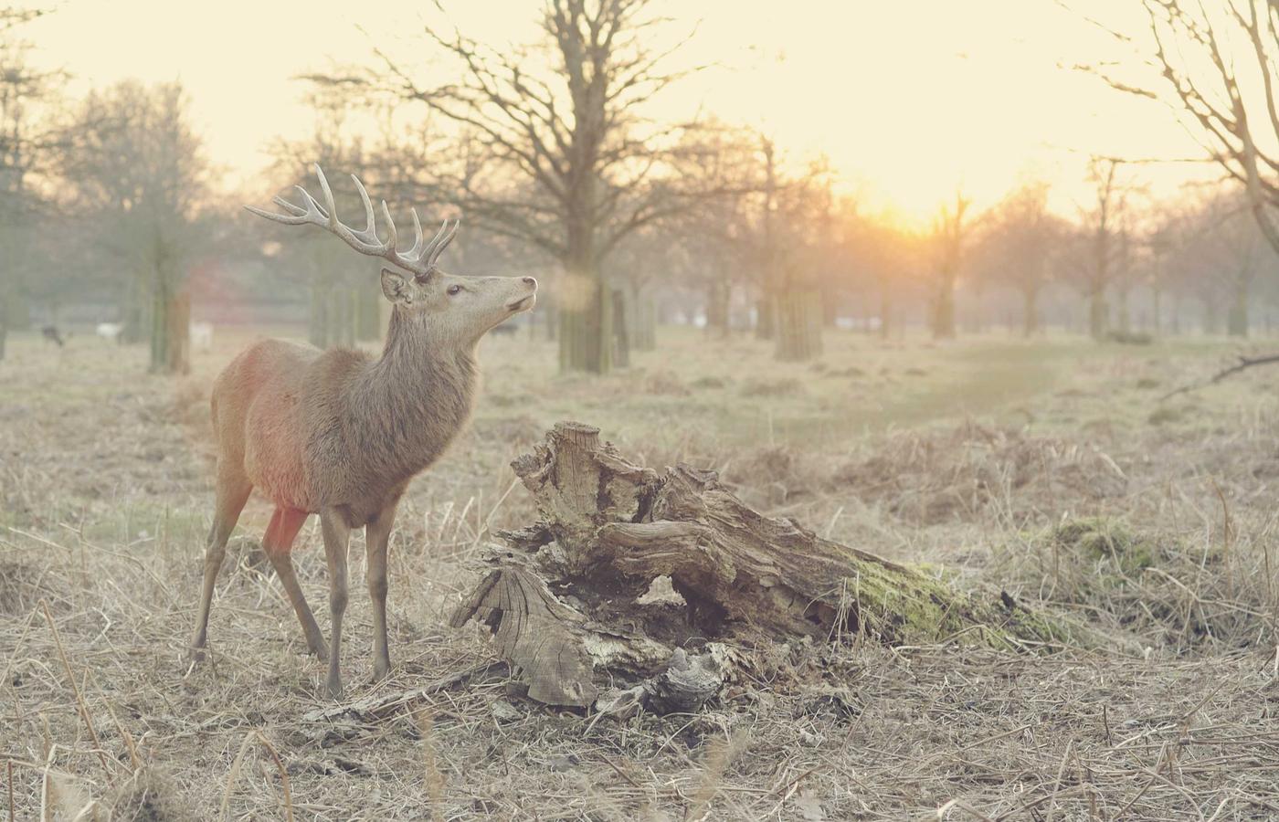 Leaf Blowers and Yard Cleanup guides on BestHomeGarden.com