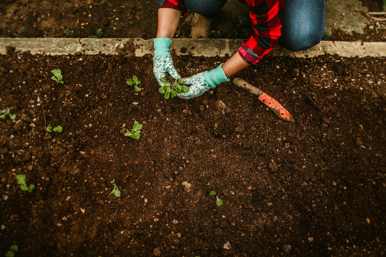 Best post emergent weed killer comparison for turf-safe weed control