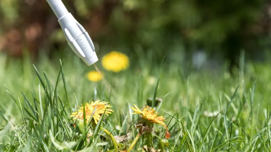 Targeted weed killer spray being applied to dandelions in a lawn